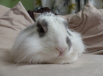 LZ00177 Cleo the rabbit resting during photo shoot.jpg